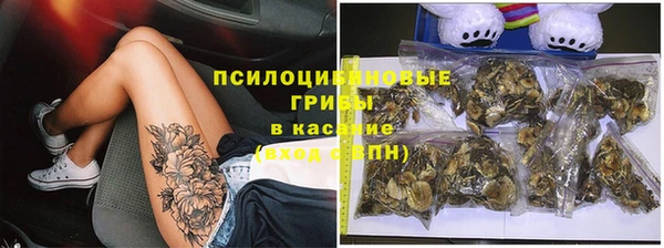 прущие грибы Елизово